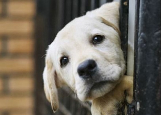 Adozioni cani adotta un cane ospite del "Canile il cucciolo" convenzionato con il comune di San Teodoro